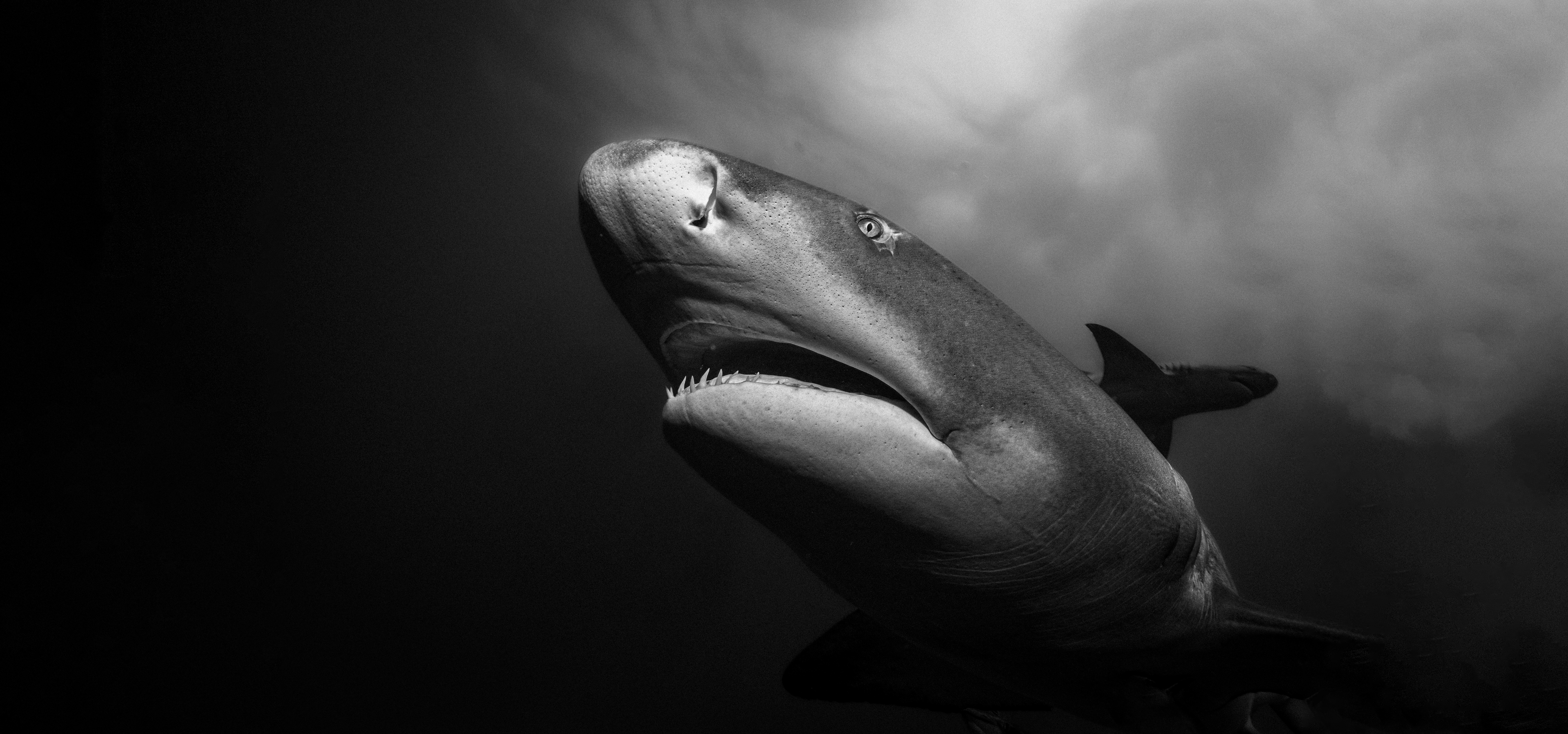 slider image slider_item_VMzKpe