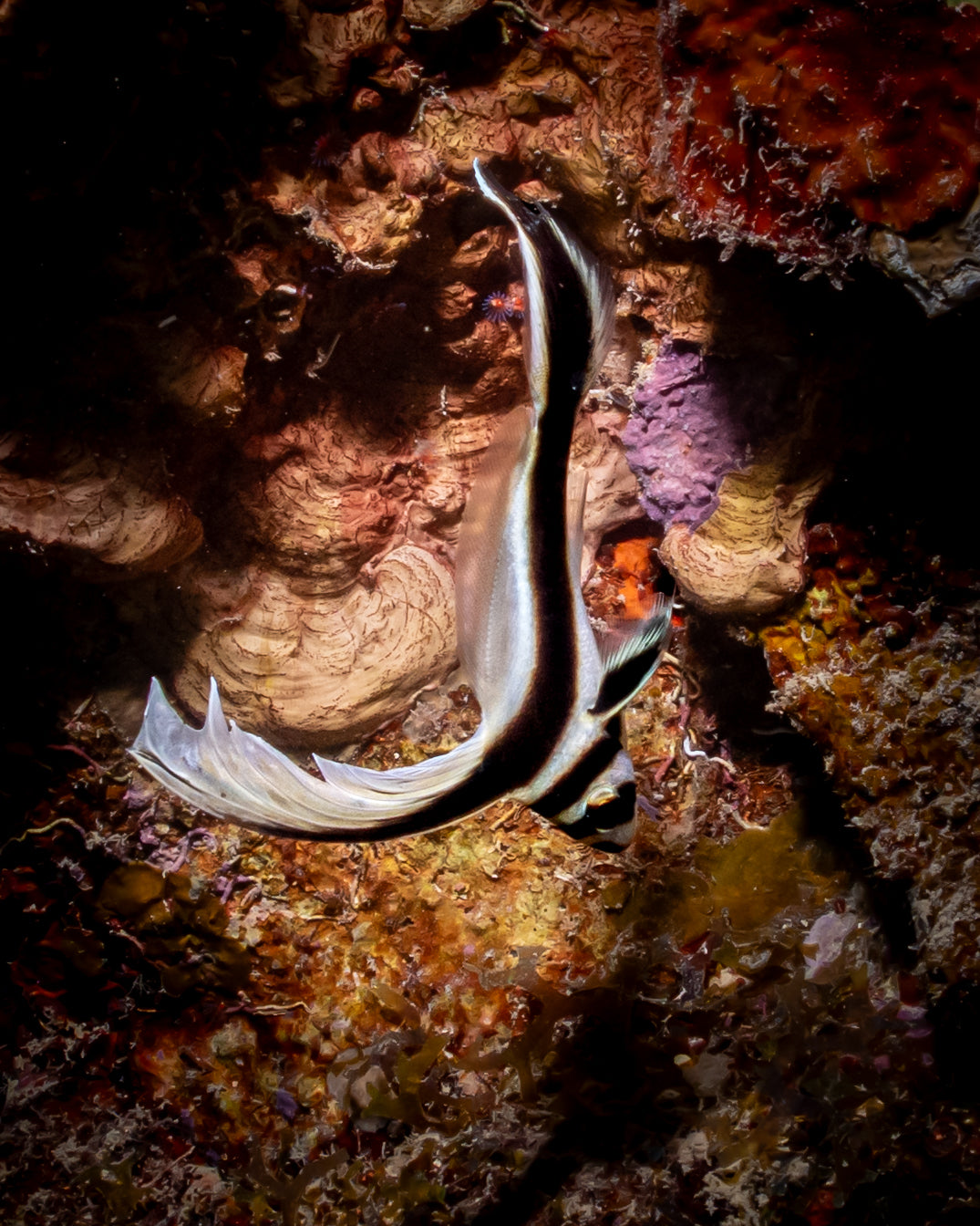 To the Beat Juvenile Drum Fish